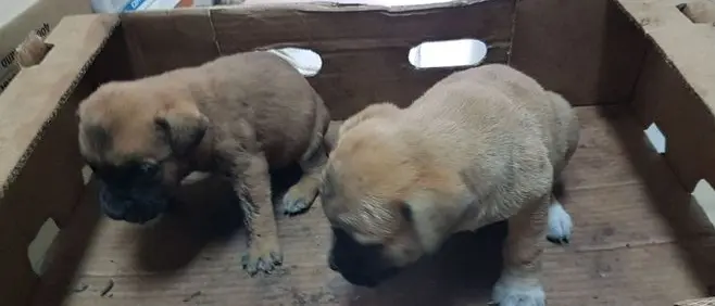 Rosarno, la polizia soccorre due cuccioli abbandonati