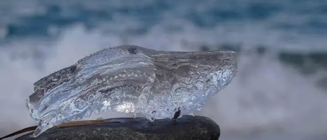 La spiaggia di Campora invasa dalle “scarpette di Venere”