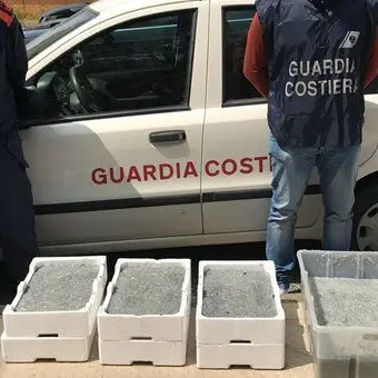 Prodotti ittici irregolari, sequestri e sanzioni della Guardia Costiera