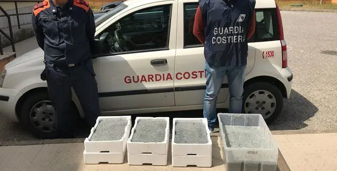 Prodotti ittici irregolari, sequestri e sanzioni della Guardia Costiera