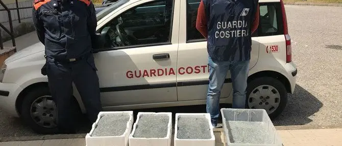 Prodotti ittici irregolari, sequestri e sanzioni della Guardia Costiera