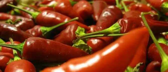 Il peperoncino calabrese conquista anche Buenos Aires