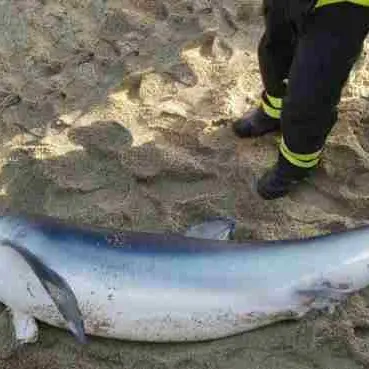 Squalo spiaggiato nel Catanzarese, salvato