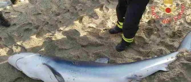 Squalo spiaggiato nel Catanzarese, salvato