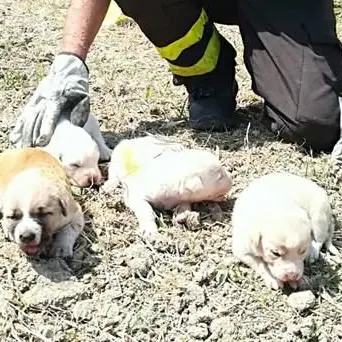 Cuccioli salvati dalle fiamme ad Isola Capo Rizzuto