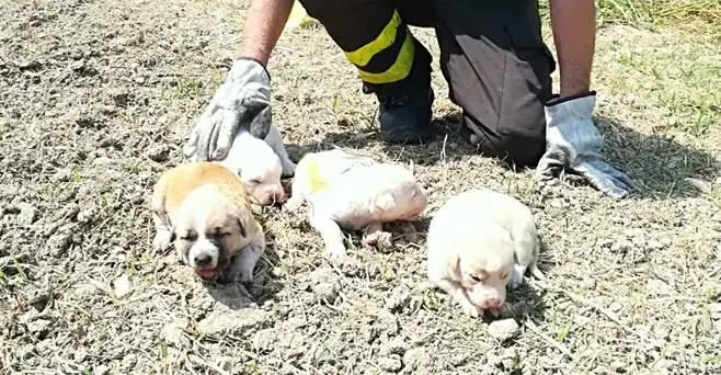 Cuccioli salvati dalle fiamme ad Isola Capo Rizzuto