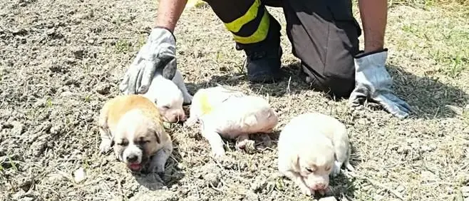 Cuccioli salvati dalle fiamme ad Isola Capo Rizzuto
