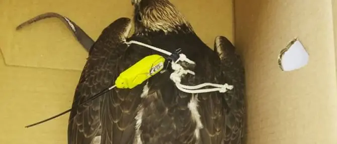 Falco sul lungomare a Trebisacce soccorso dalla Polizia