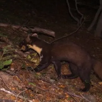 Aspromonte, ecco la martora: il predatore dei boschi immortalato da una fototrappola