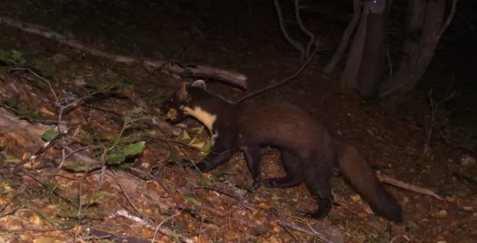 Aspromonte, ecco la martora: il predatore dei boschi immortalato da una fototrappola