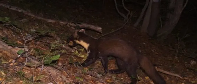 Aspromonte, ecco la martora: il predatore dei boschi immortalato da una fototrappola