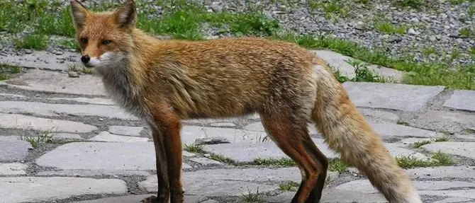 La volpe e il militare, l’amicizia non conosce limiti - VIDEO