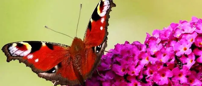 Studiare i boschi partendo dalle farfalle: la ricerca Alforlab