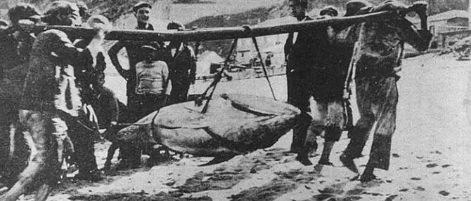 A San Francesco spettava il tonno più grande: quando maggio era tempo di mattanza