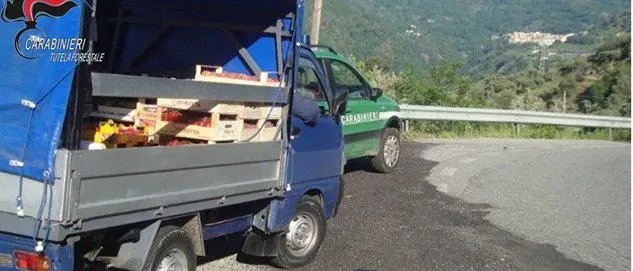 Taverna, trasporto e vendita di alimenti: sei sanzioni