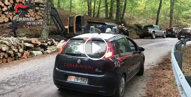 Disboscamento abusivo, sei denunce nel vibonese - VIDEO