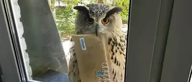 Il gufo postino consegna lettere come nella saga di Harry Potter - VIDEO