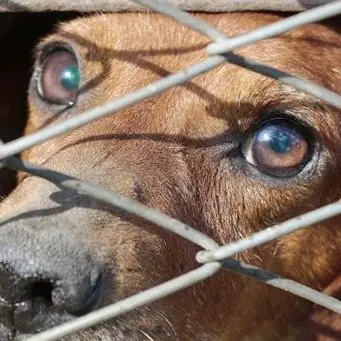 In catene senza cibo e acqua: cani maltrattati a Davoli, due denunce - VIDEO