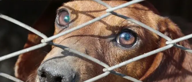 In catene senza cibo e acqua: cani maltrattati a Davoli, due denunce - VIDEO