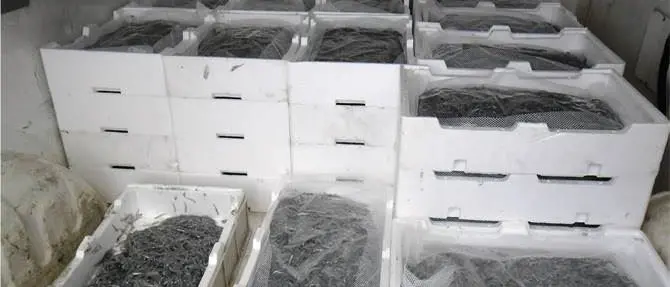 Pesca, sequestrati 220 chili di novellame a Rosarno