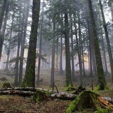 Calabria selvatica, alla scoperta delle 4 riserve naturali nella nostra regione