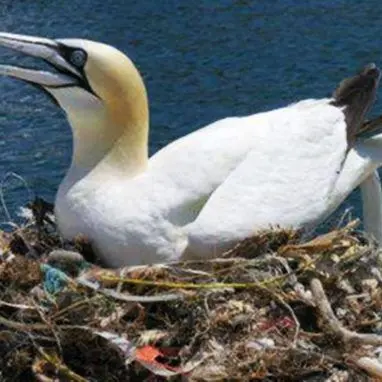 Inquinamento: gli uccelli ormai costruiscono nidi di plastica