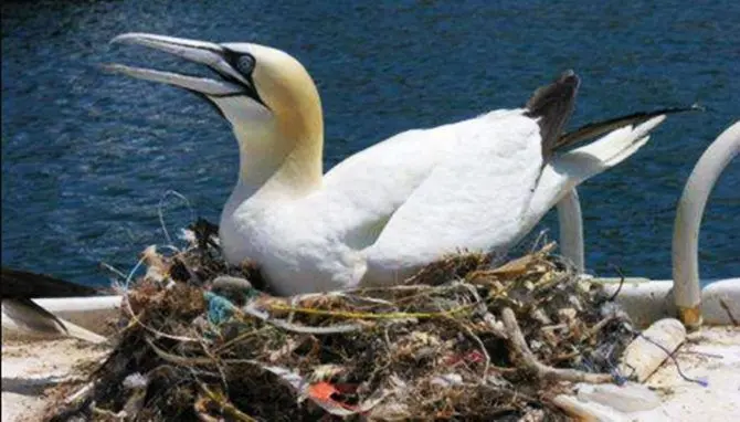 Inquinamento: gli uccelli ormai costruiscono nidi di plastica