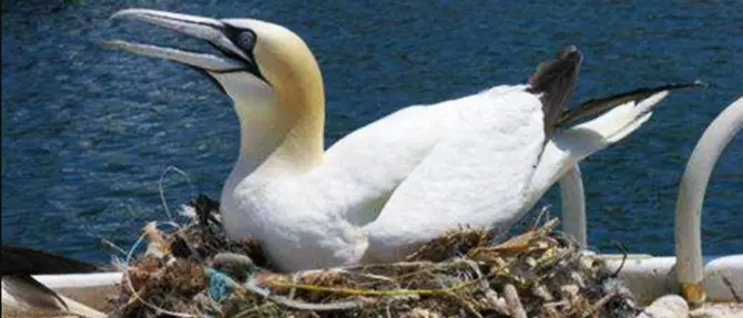 Inquinamento: gli uccelli ormai costruiscono nidi di plastica