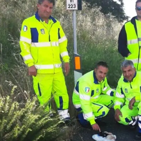 Chiusi in una busta e lanciati dal cavalcavia, salvati 4 cuccioli