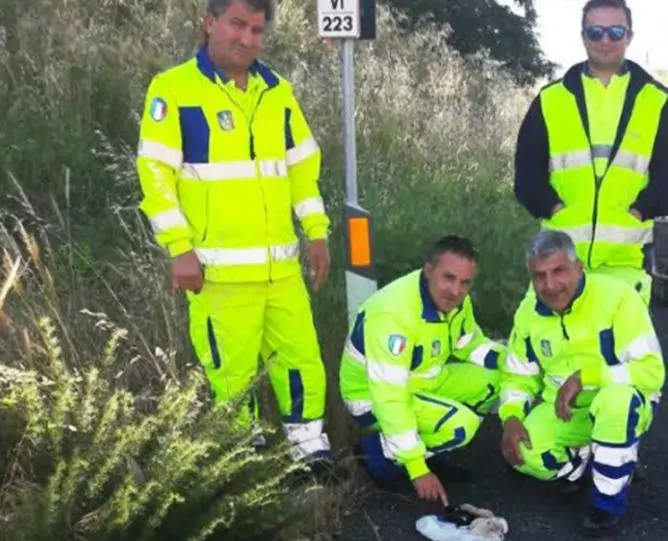 Chiusi in una busta e lanciati dal cavalcavia, salvati 4 cuccioli