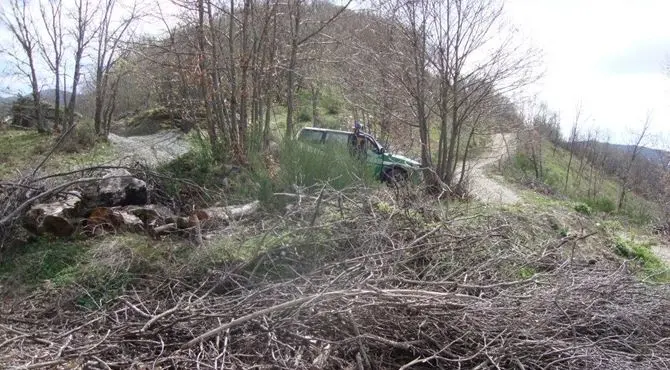 Taglio di bosco irregolare, una denuncia e 60 mila euro di multa