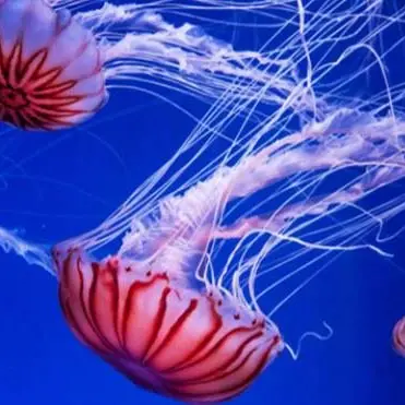 Allarme meduse, mare invaso ed ecosistema a rischio anche in Calabria