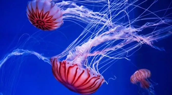 Allarme meduse, mare invaso ed ecosistema a rischio anche in Calabria