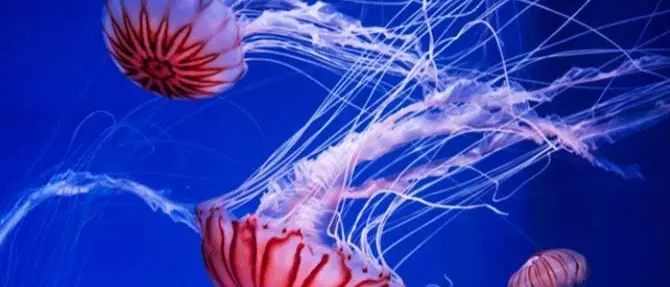 Allarme meduse, mare invaso ed ecosistema a rischio anche in Calabria