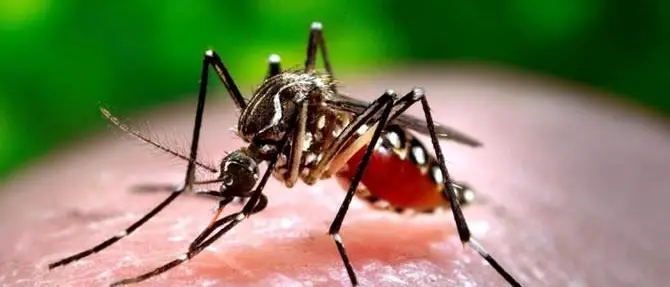 Virus Chikungunya in Calabria, incontro a Catanzaro sulla riduzione dei rischi