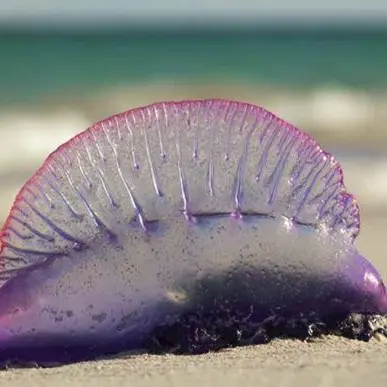 Allarme meduse, specie aliene anche in Calabria: ecco la mappa -FOTO