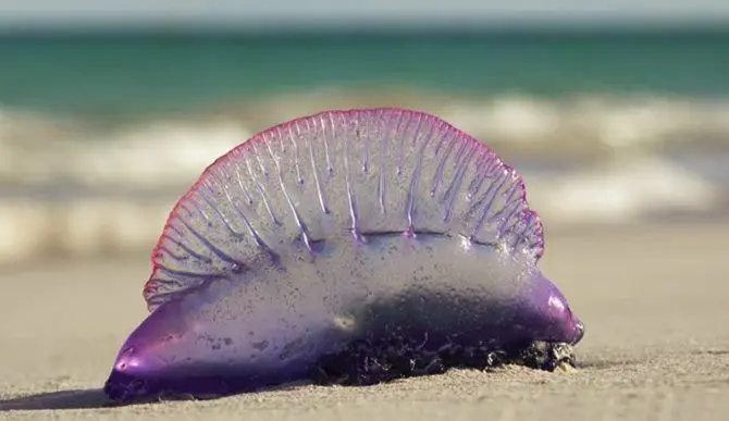 Allarme meduse, specie aliene anche in Calabria: ecco la mappa -FOTO