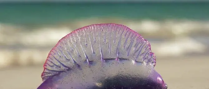 Allarme meduse, specie aliene anche in Calabria: ecco la mappa -FOTO