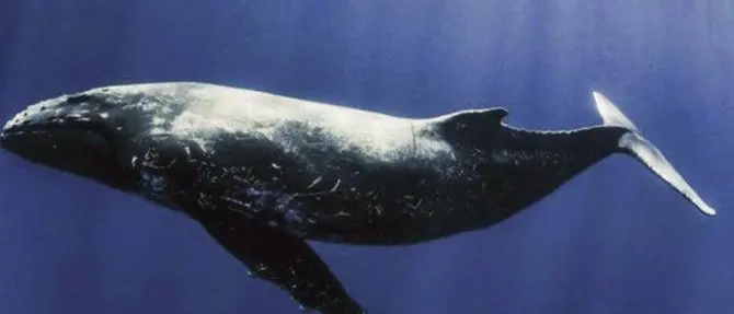 Al Museo di Reggio la storia della balena fossile di Ortì