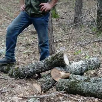 Sorpreso mentre abbatteva un albero nel Parco Nazionale della Sila