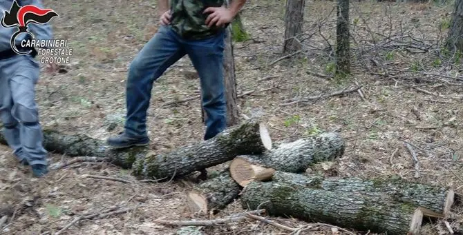 Sorpreso mentre abbatteva un albero nel Parco Nazionale della Sila