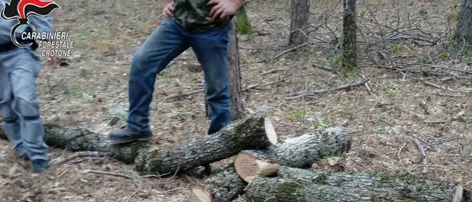 Sorpreso mentre abbatteva un albero nel Parco Nazionale della Sila