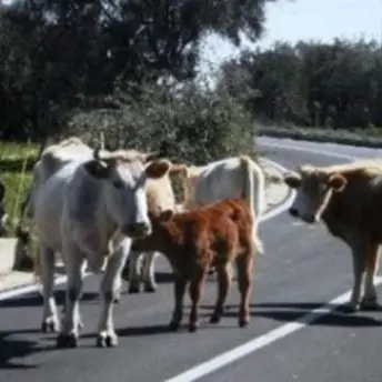 Giro di vite sulle “vacche sacre” della Piana: catturati 105 bovini - VIDEO