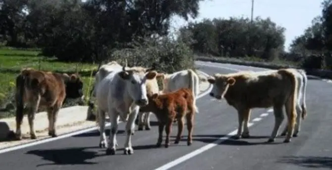 Giro di vite sulle “vacche sacre” della Piana: catturati 105 bovini - VIDEO