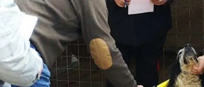 Cani legati con catene ed esposti alle intemperie, 3 denunce