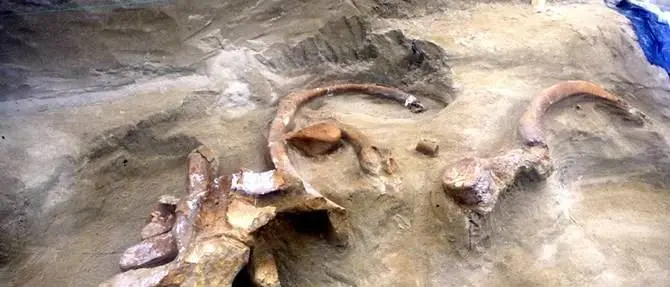 La balena millenaria rivive al MARC di Reggio Calabria FOTO-VIDEO