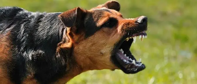 Per sfuggire ad alcuni cani cade dalla bici, grave turista nel Vibonese