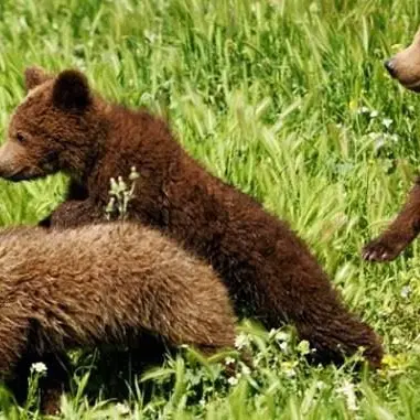 Cuccioli di orso maltrattati trovano casa a Roma