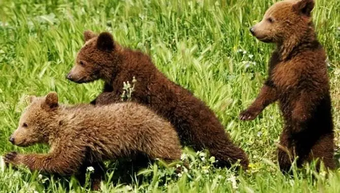 Cuccioli di orso maltrattati trovano casa a Roma