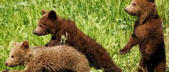 Cuccioli di orso maltrattati trovano casa a Roma